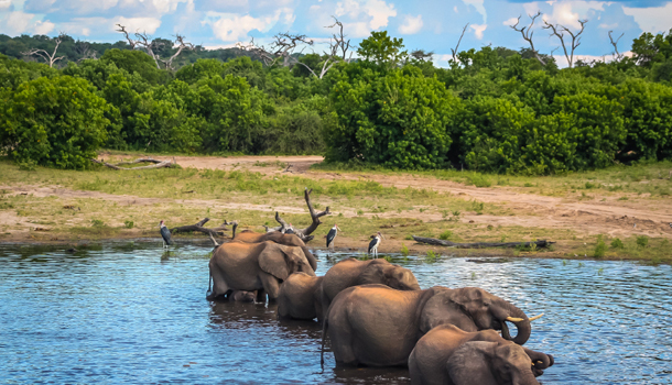 Chobe River, Botswana