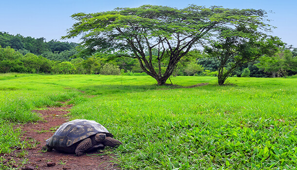 Ecotourism in Galapagos