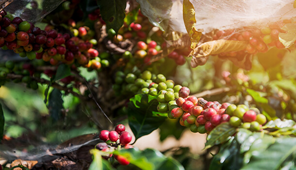 CoffeePlantation