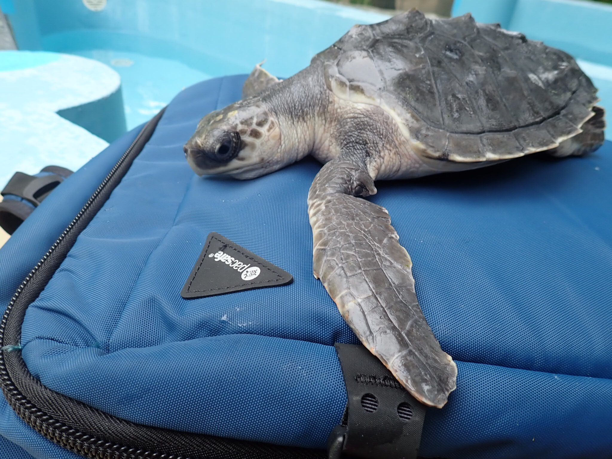 The Trans Maldivian Airways transport turtles all over the Maldives! This juvenile Hawksbill was the first sea turtle to fly to our rescue centre in January 2017!