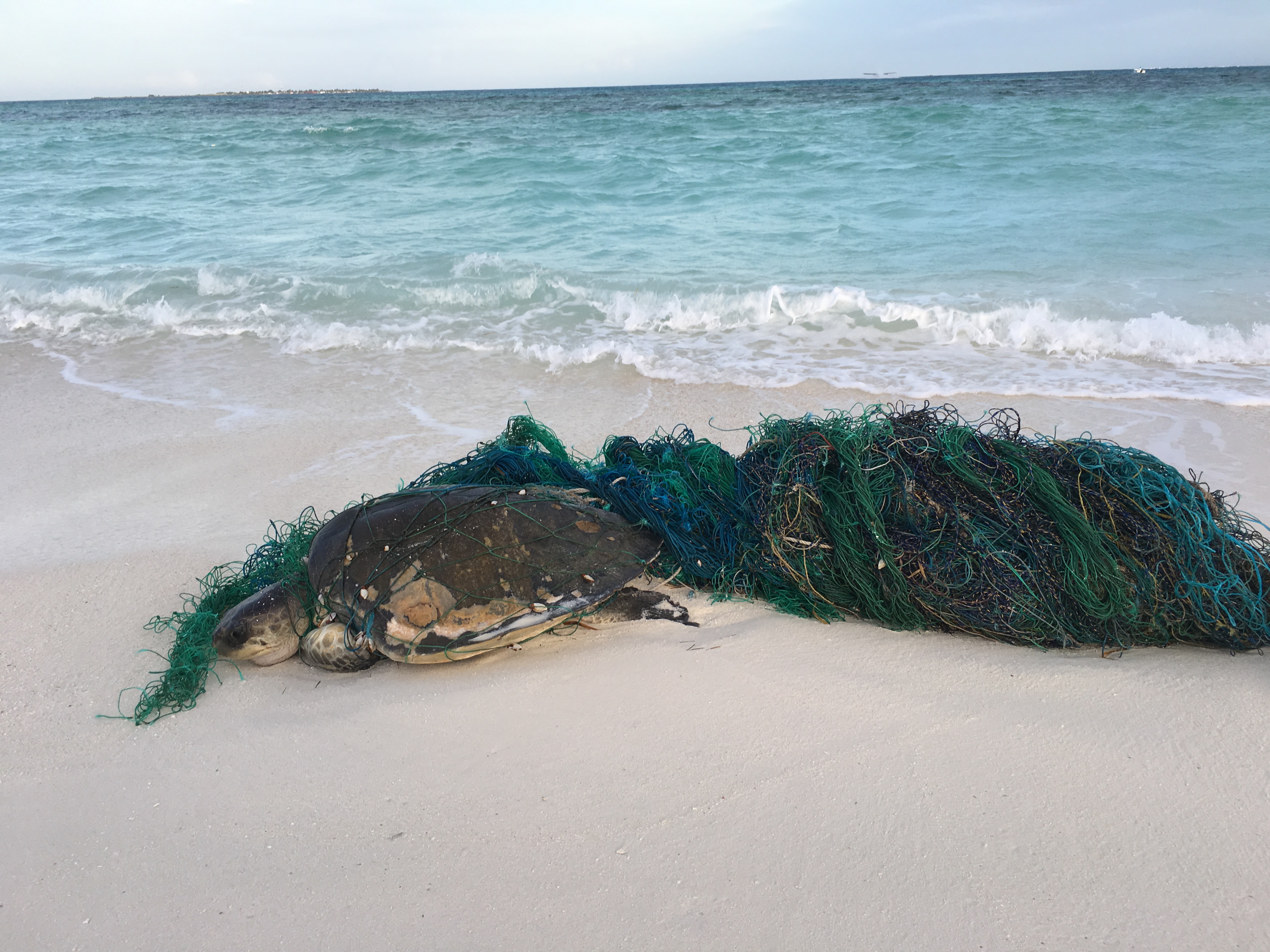 An entangled olive ridley turtle found washed ashore on Coco Palm Dhuni Kolhu 2017 (Photo credit: Claire Petros)