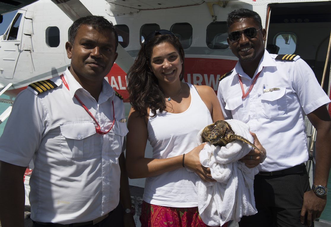 The Trans Maldivian Airways transport turtles all over the Maldives! This juvenile Hawksbill was the first sea turtle to fly to our rescue centre in January 2017!